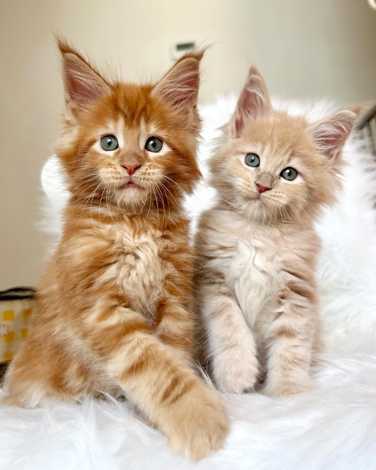 maine coon cats