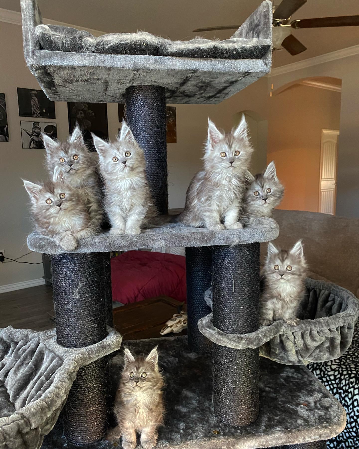 maine coon cat