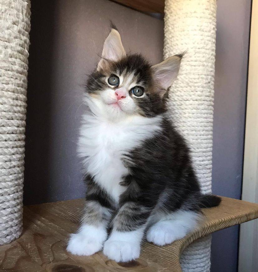 maine coon kittens for sale