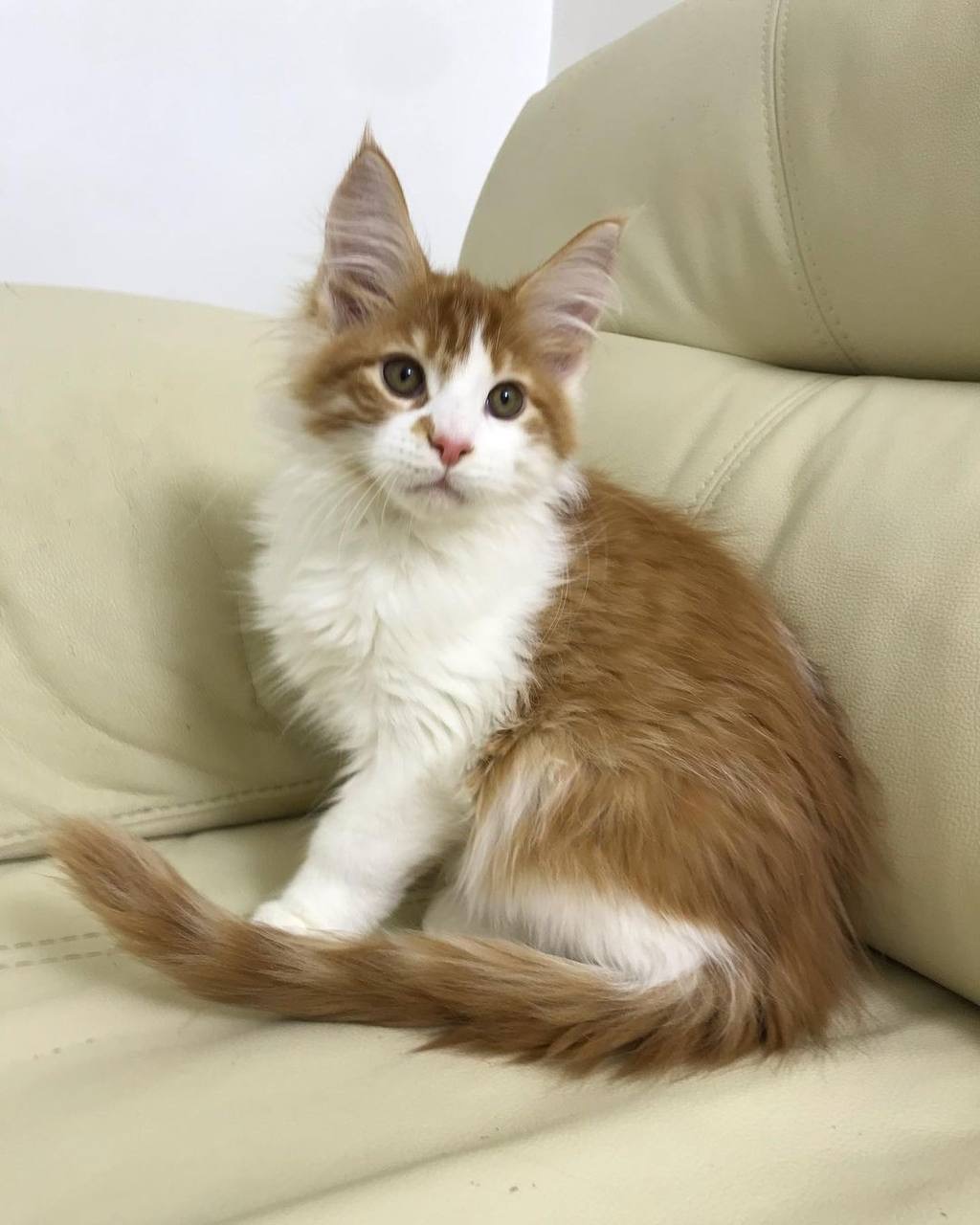 maine coon kittens